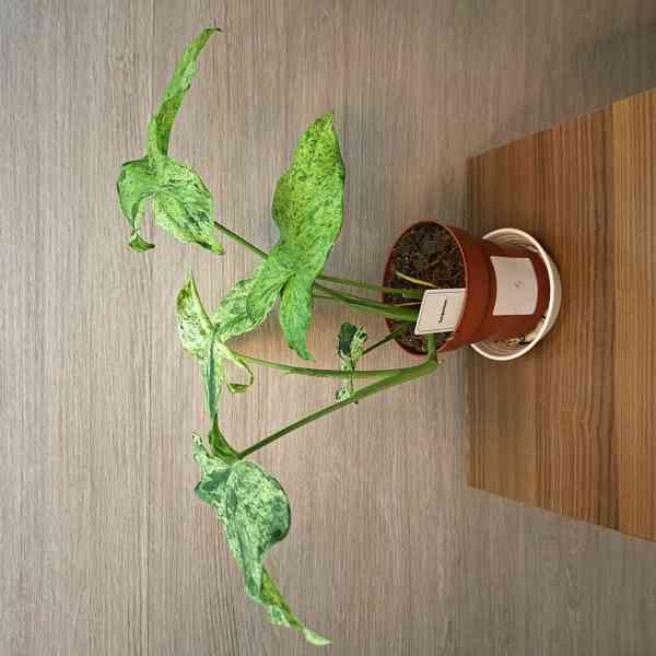 Syngonium Mottled - foto 3