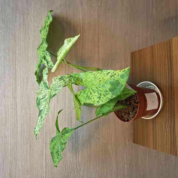 Syngonium Mottled - foto 4