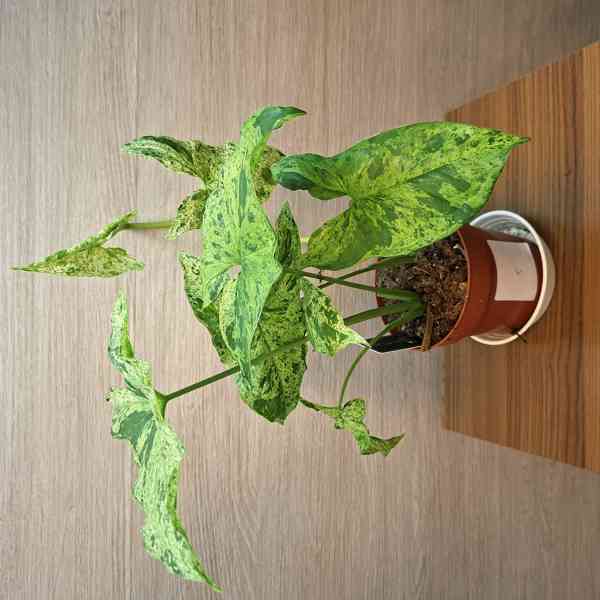 Syngonium Mottled - foto 5