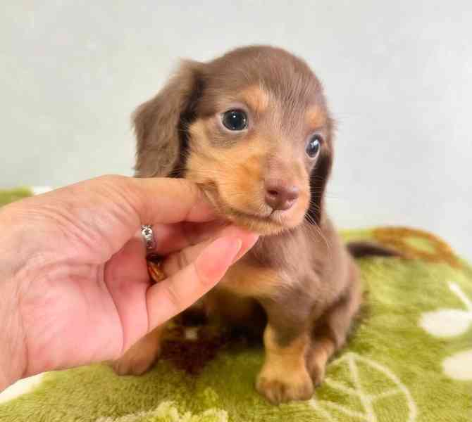 Štěňata jezevčíka - foto 3