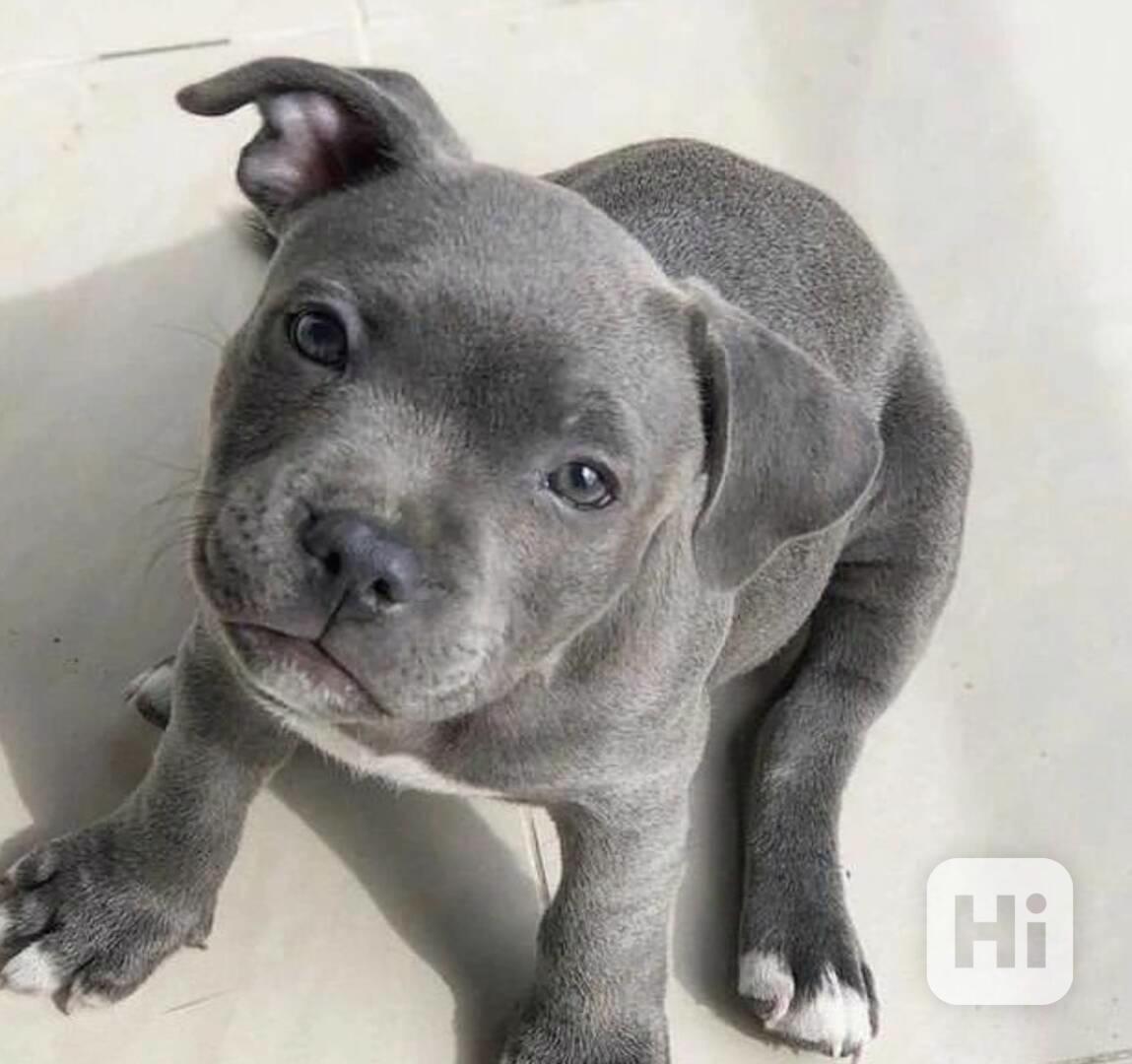 Štěňata stafordšírského bulteriéra - foto 1