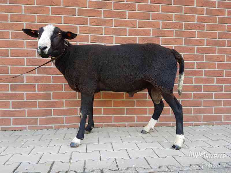 plemenný beran zwartbles - foto 1