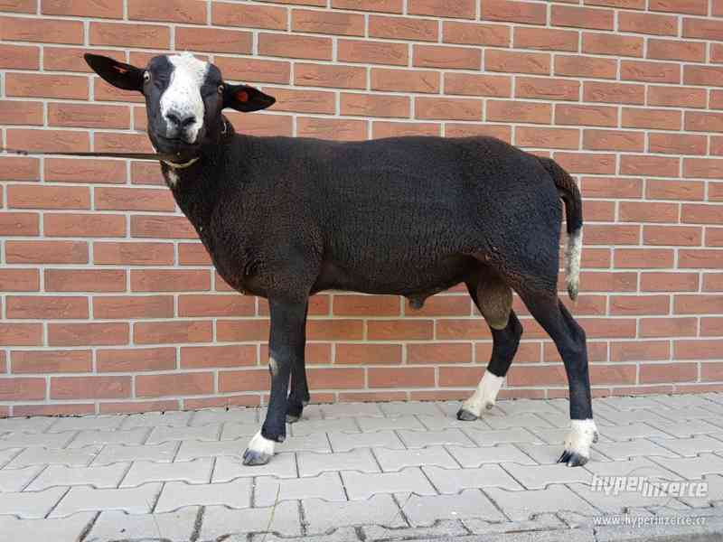 plemenný beran zwartbles - foto 2