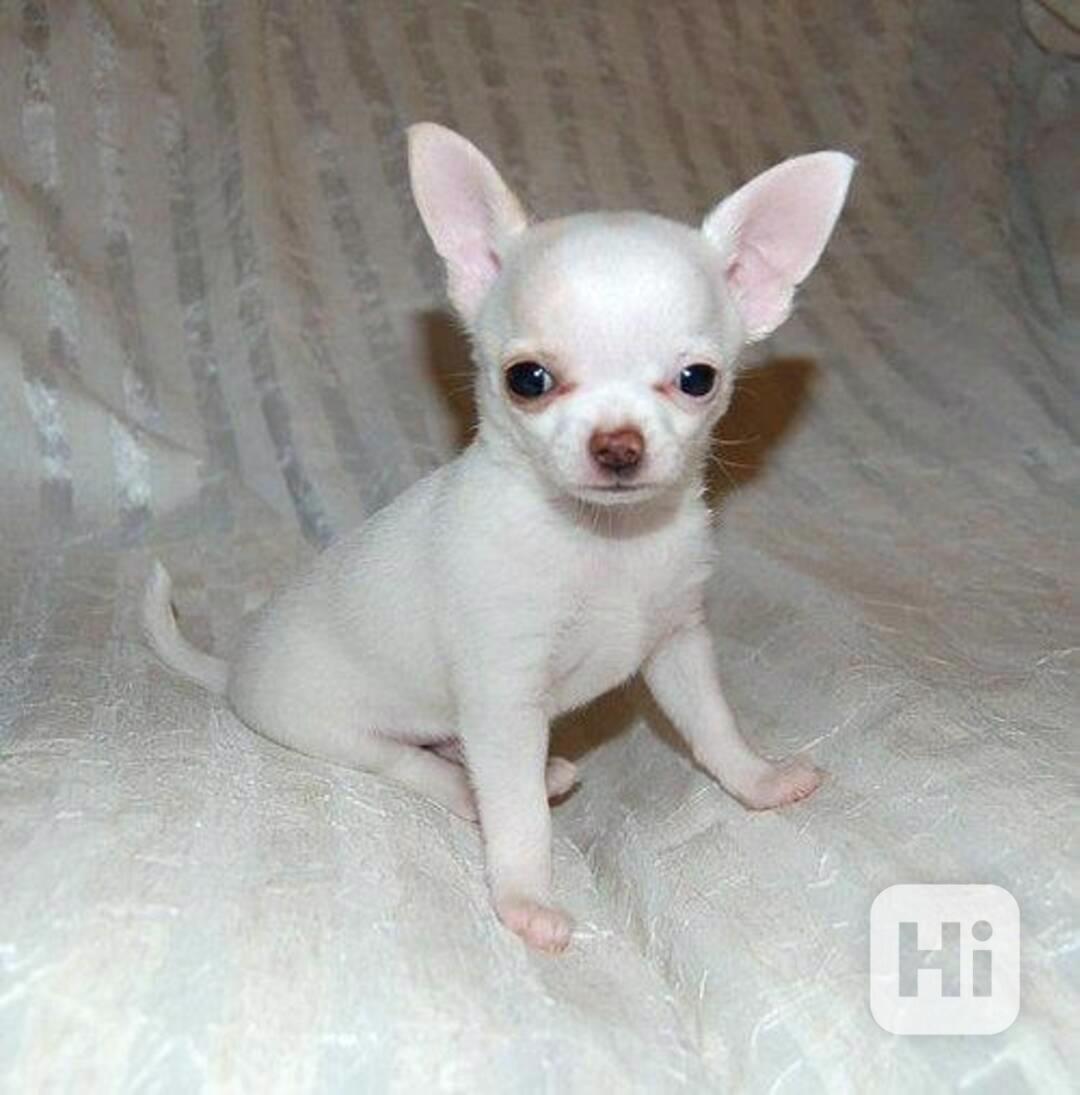 Štěňata Chihuahua Na Prodej / Adopce - foto 1