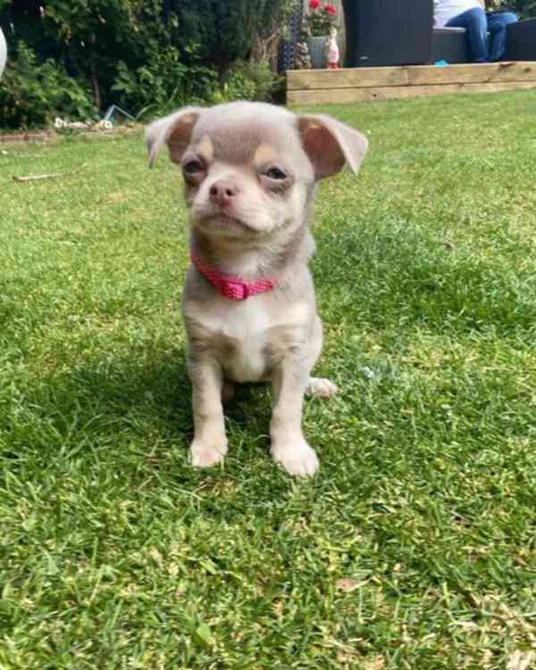 Štěňata Chihuahua Na Prodej / Adopce - foto 3