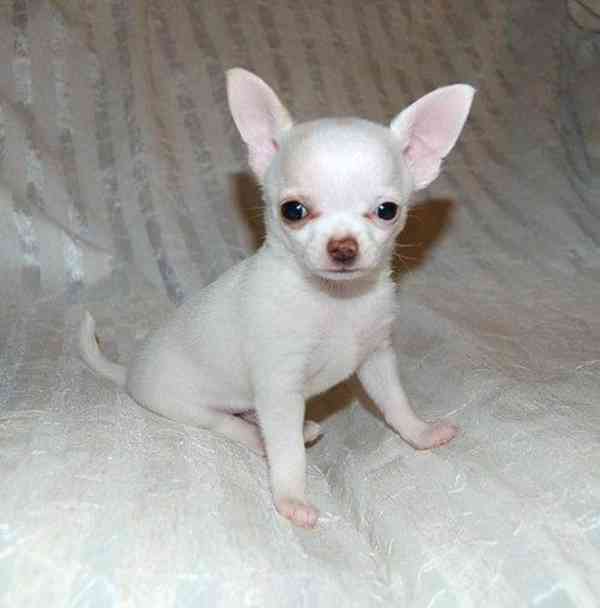 Štěňata Chihuahua Na Prodej / Adopce - foto 1