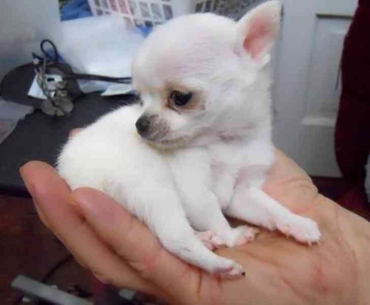 Štěňata Chihuahua Na Prodej / Adopce - foto 2