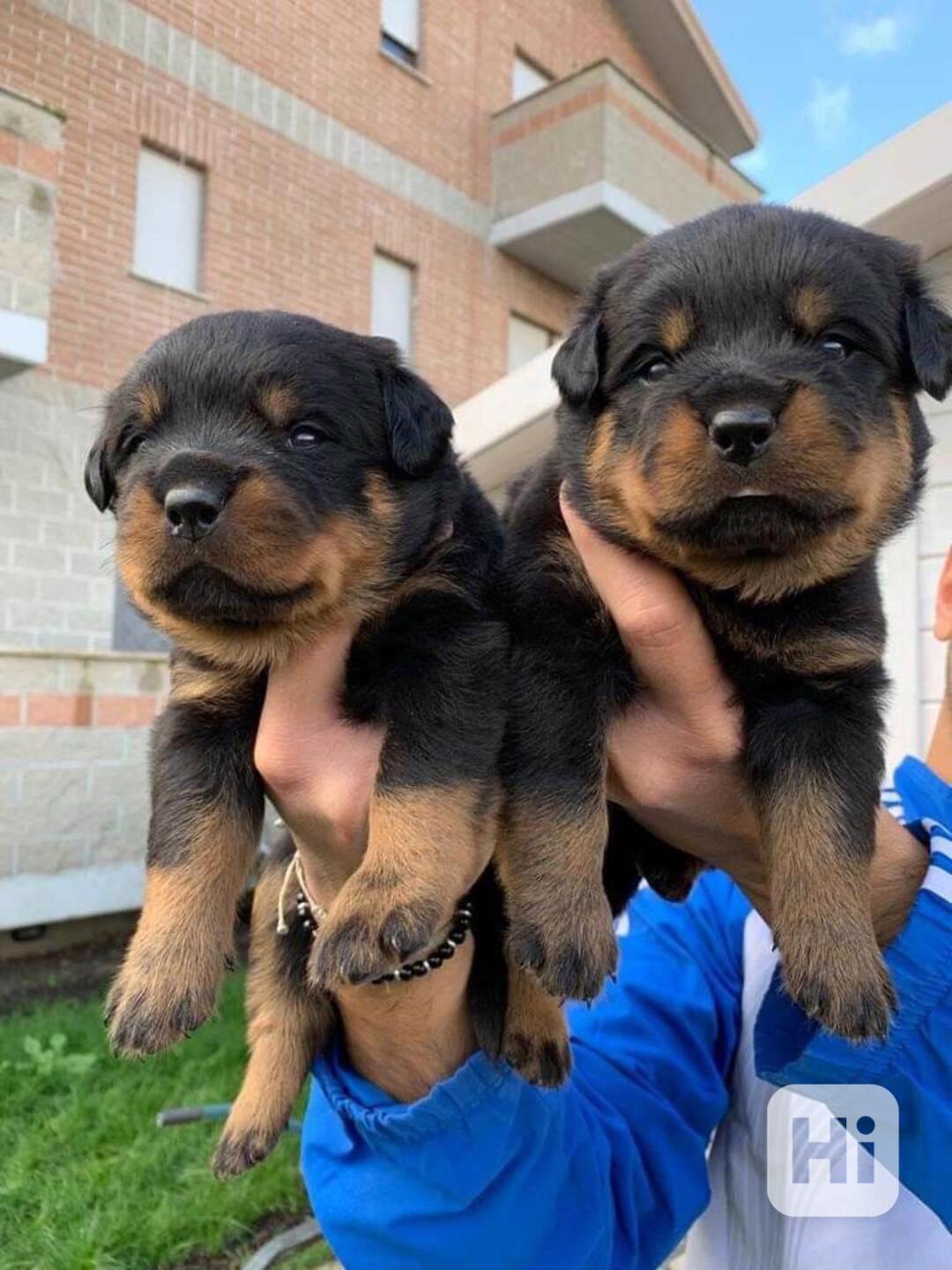 Dárek štěňata rotvajlera k adopci zdarma - foto 1