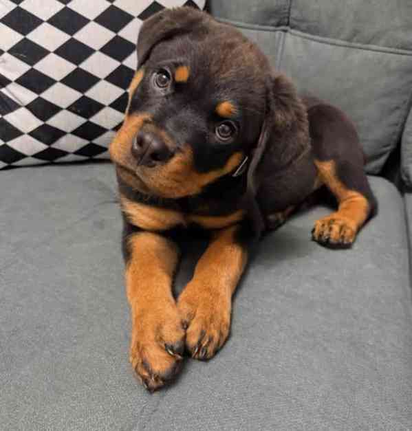 Dárek štěňata rotvajlera k adopci zdarma - foto 2