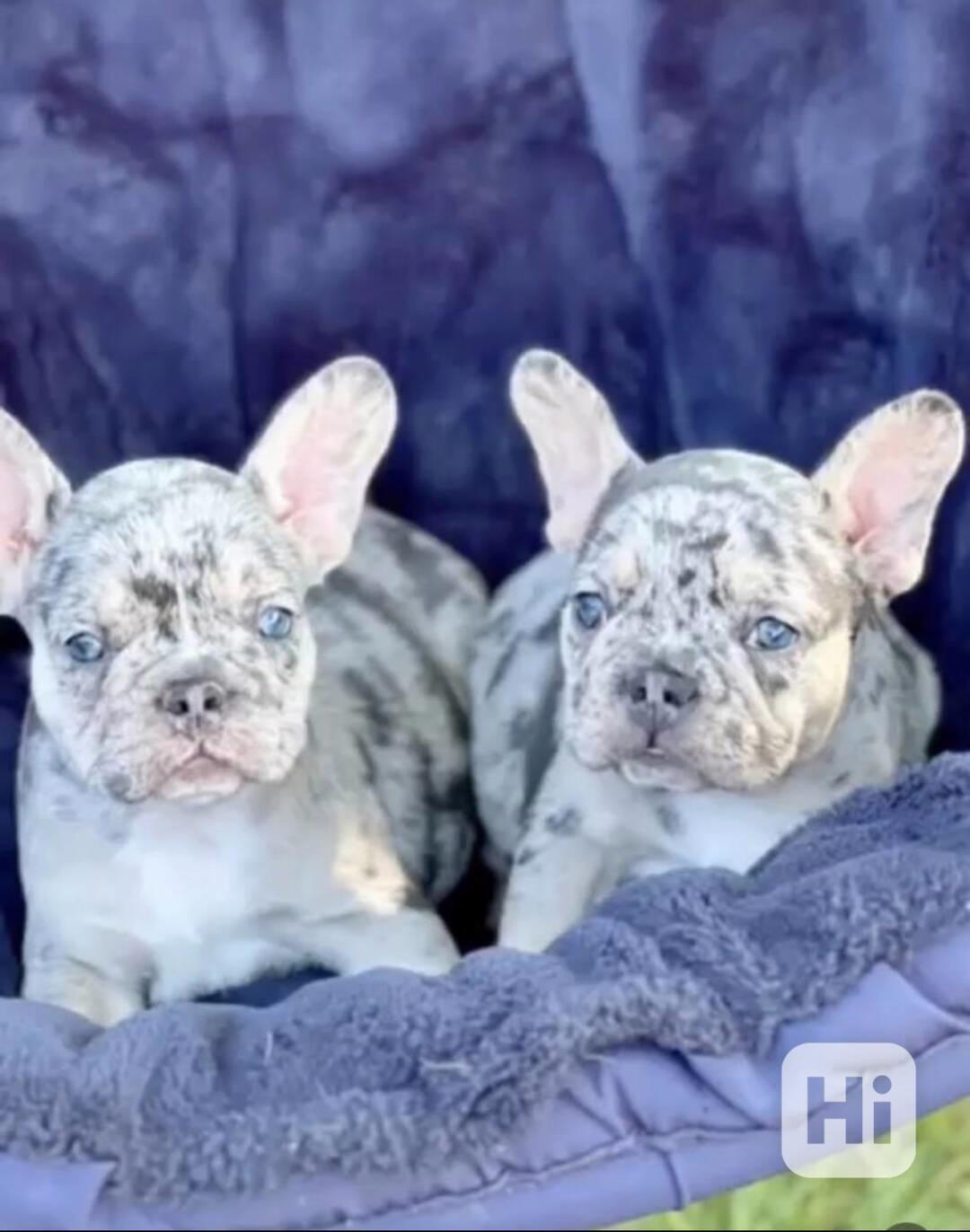 2 štěňata francouzského buldočka na prodej - foto 1