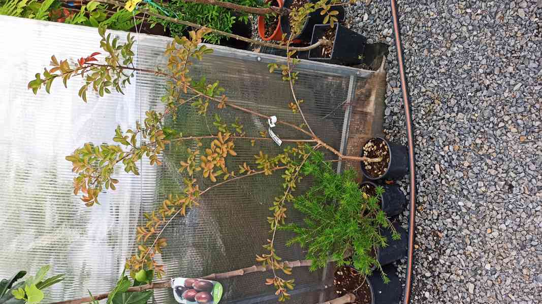 Krepová myrta (Lagerstroemia indica) - 80 - 90 cm - foto 7