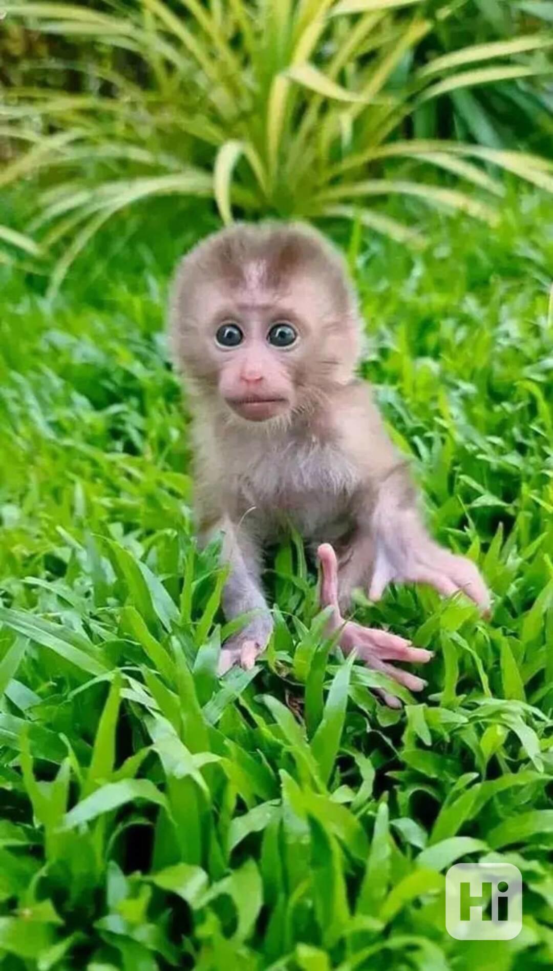 Registrované kapucínské opice k adopci - foto 1