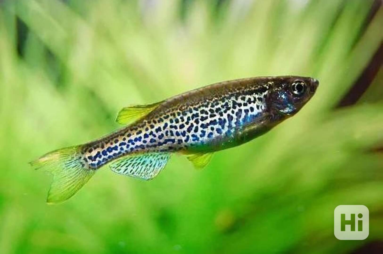 Danio leopardí-Danio frankei - foto 1