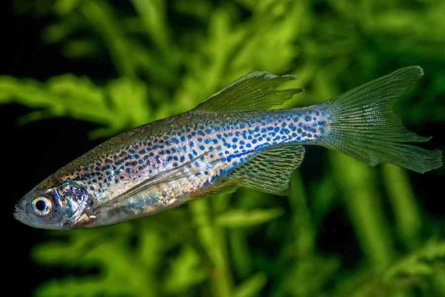 Danio leopardí-Danio frankei - foto 2