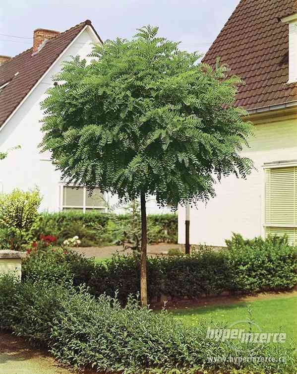 Akát bílý Umbraculifera, 200/250 cm - foto 1