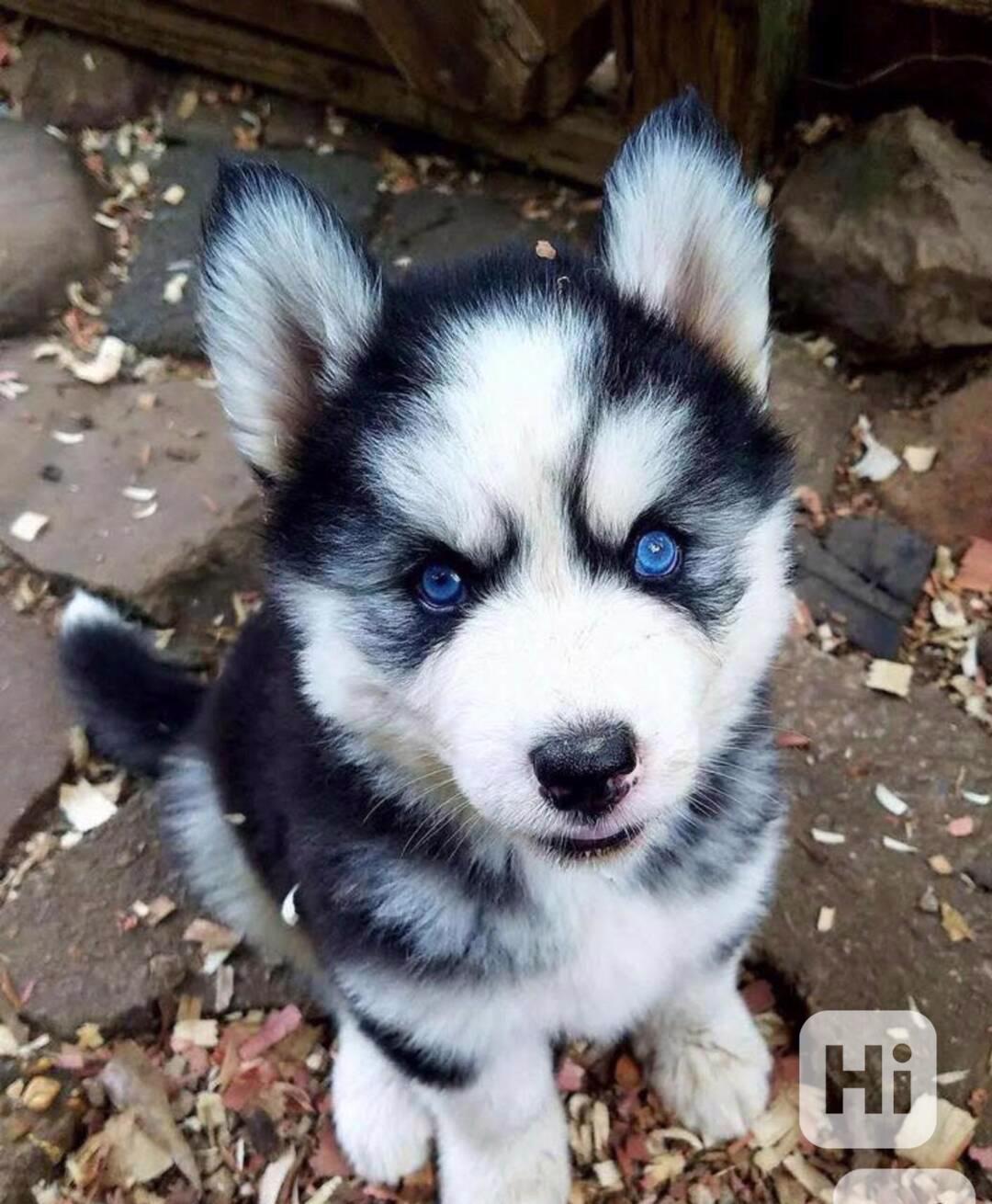 štěňátka sibiřského huskyho k adopci - foto 1