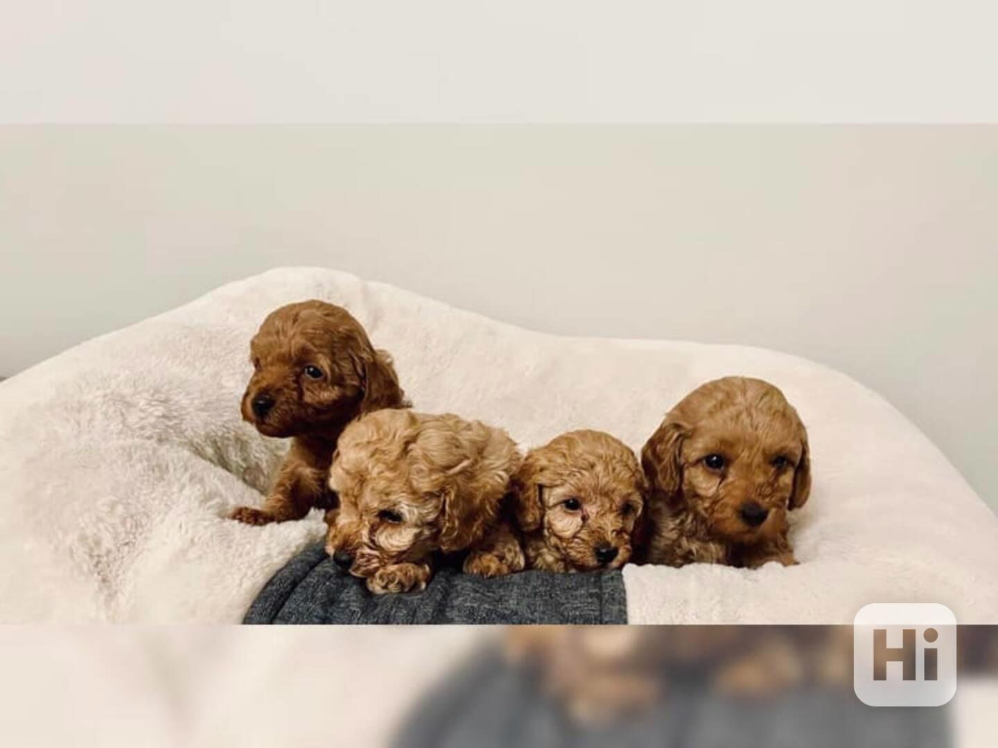Štěňata pudla Na Prodej - foto 1