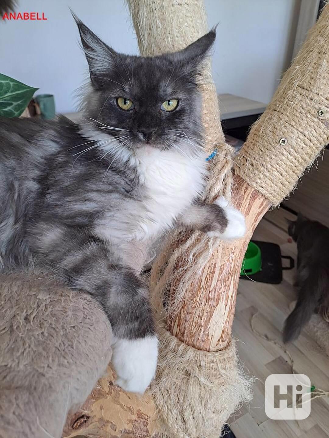 prodám kotě - foto 1