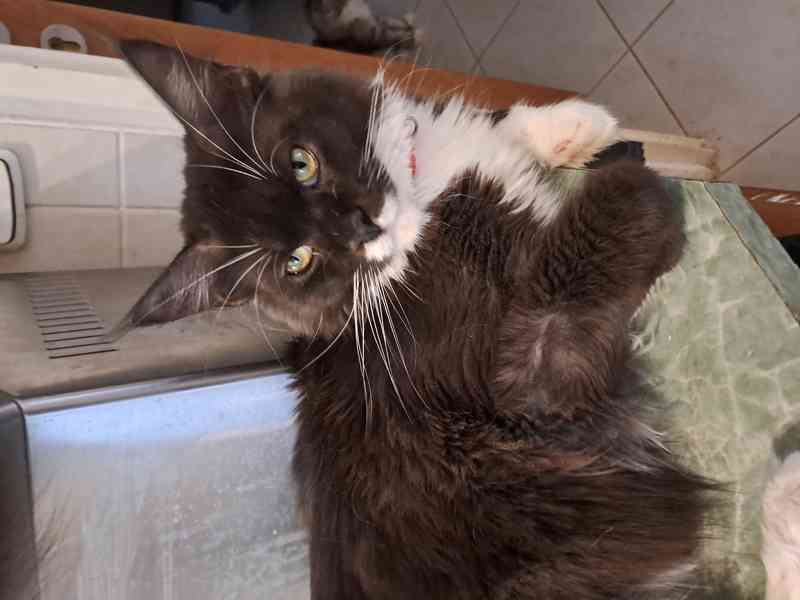 prodám kotě - foto 2