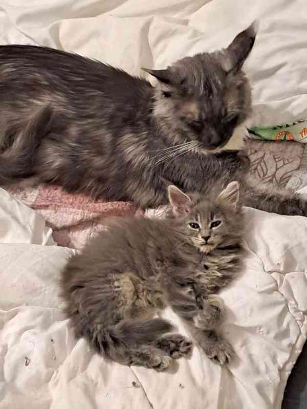 prodám kotě - foto 4