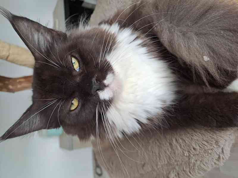 prodám kotě - foto 3