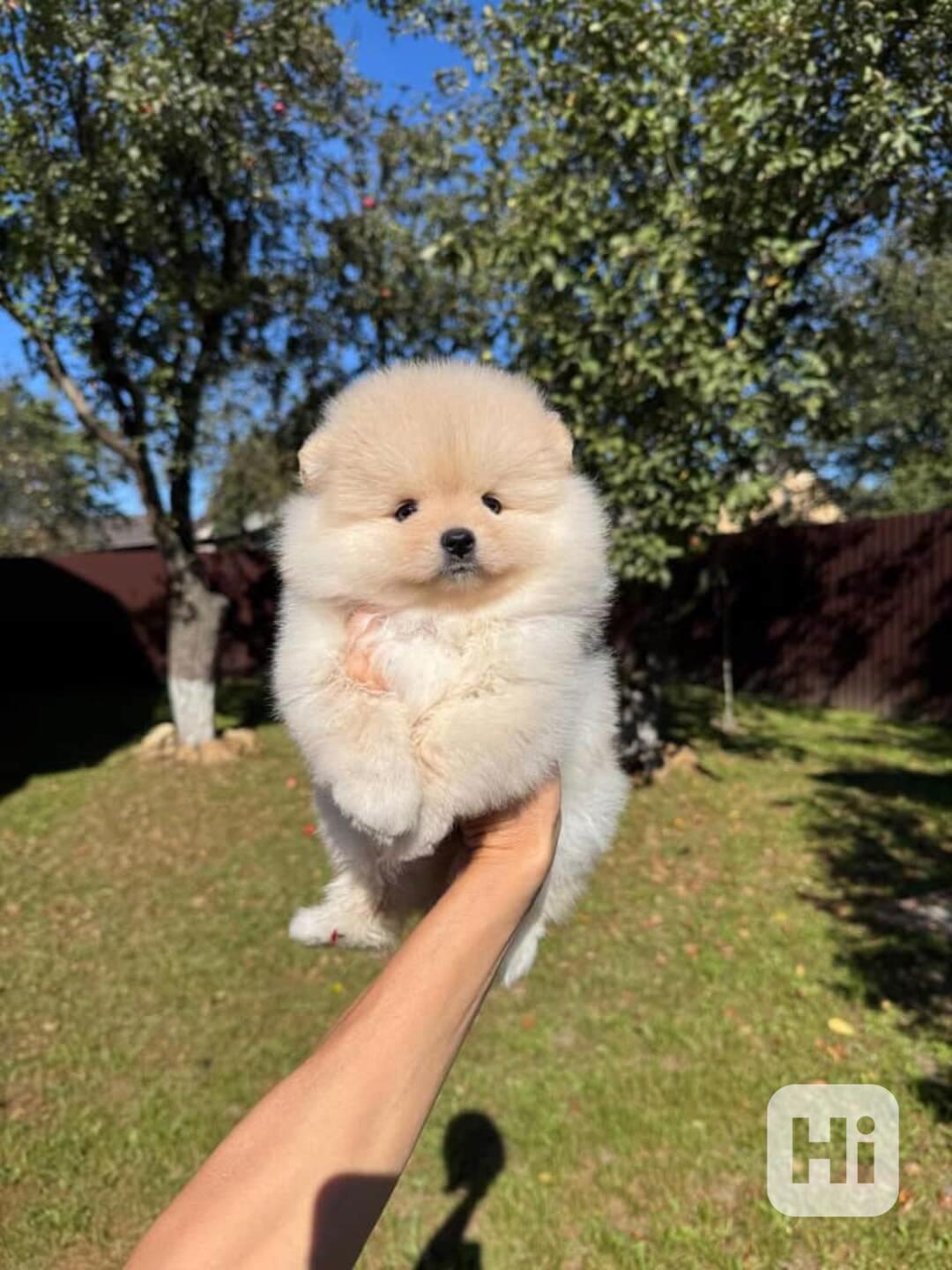 Úžasná štěňata pomeraniana - foto 1