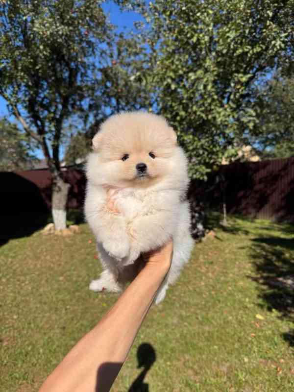 Úžasná štěňata pomeraniana - foto 1