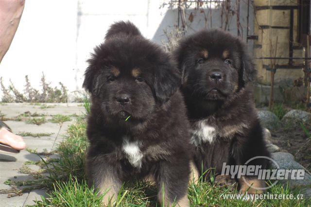 TIBETSKÁ DOGA - foto 1