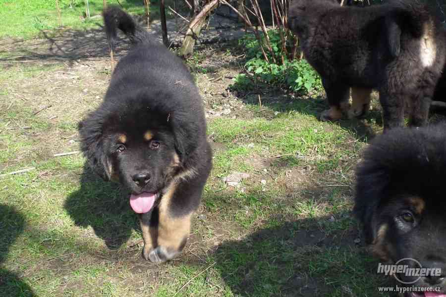 TIBETSKÁ DOGA - foto 3