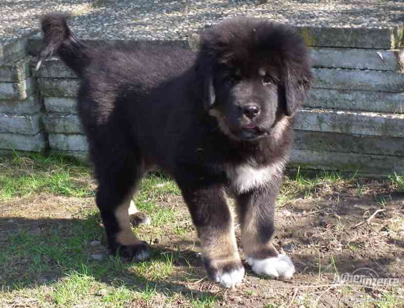 TIBETSKÁ DOGA - foto 4