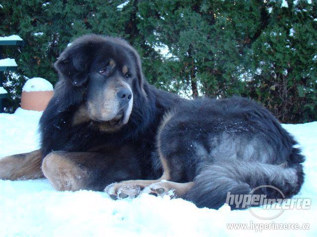 TIBETSKÁ DOGA - foto 5