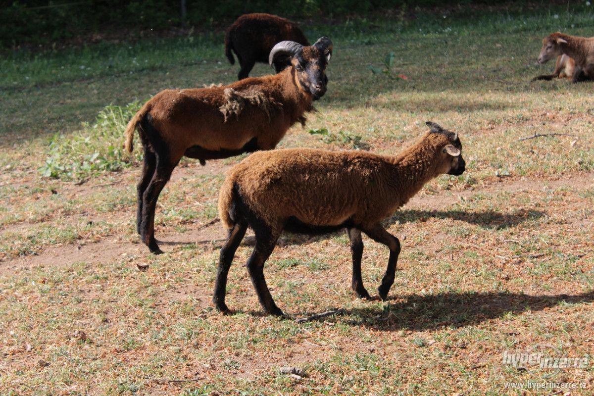 Jehňata ovce kamerunské - foto 1