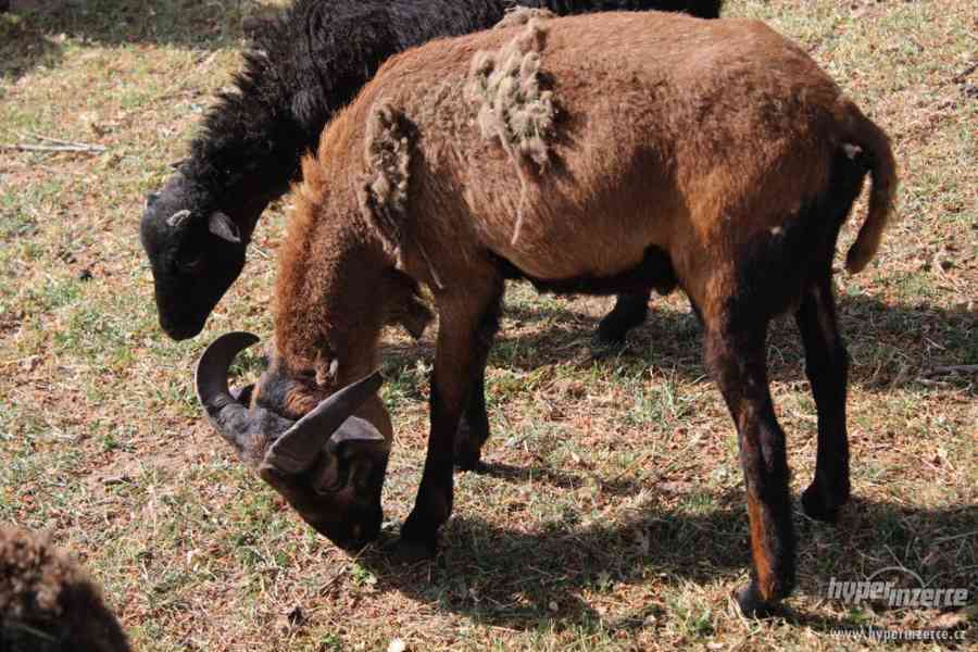 Jehňata ovce kamerunské - foto 3