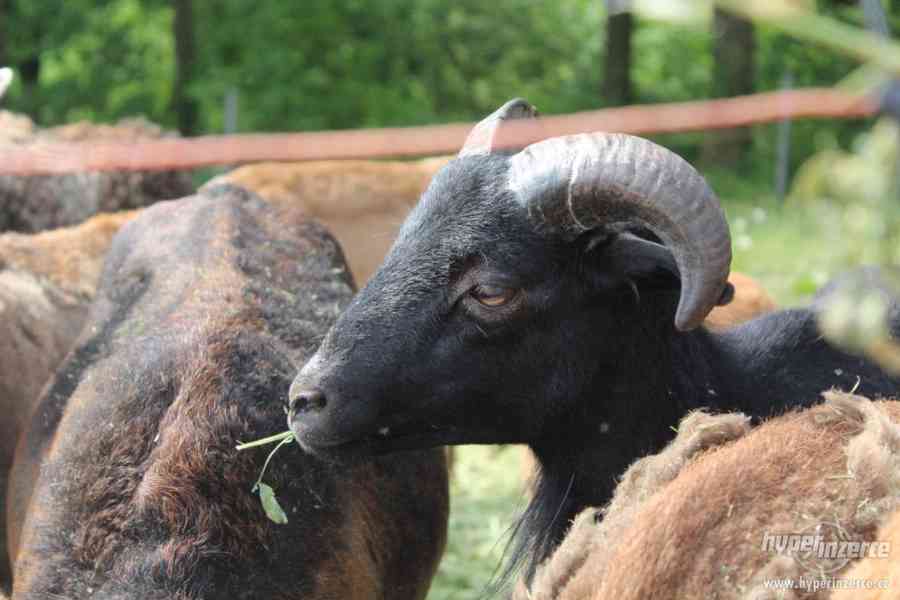 Jehňata ovce kamerunské - foto 7