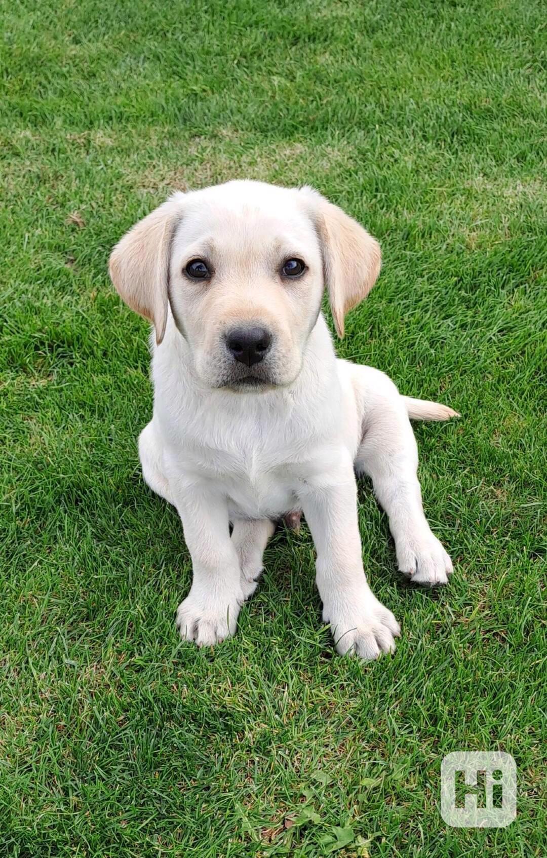 Labradorský retriever s PP - volný krásný pejsek - foto 1
