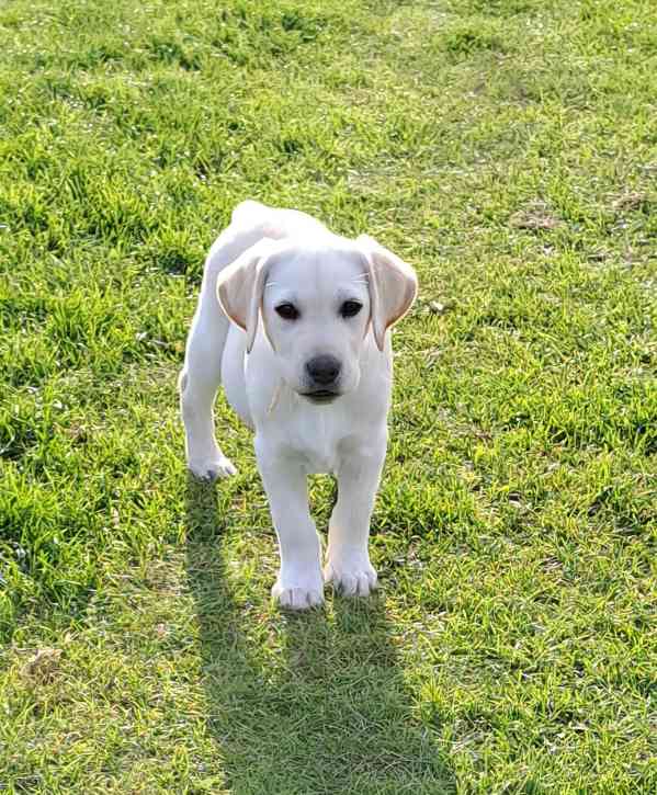 Labradorský retriever s PP - volný krásný pejsek - foto 4