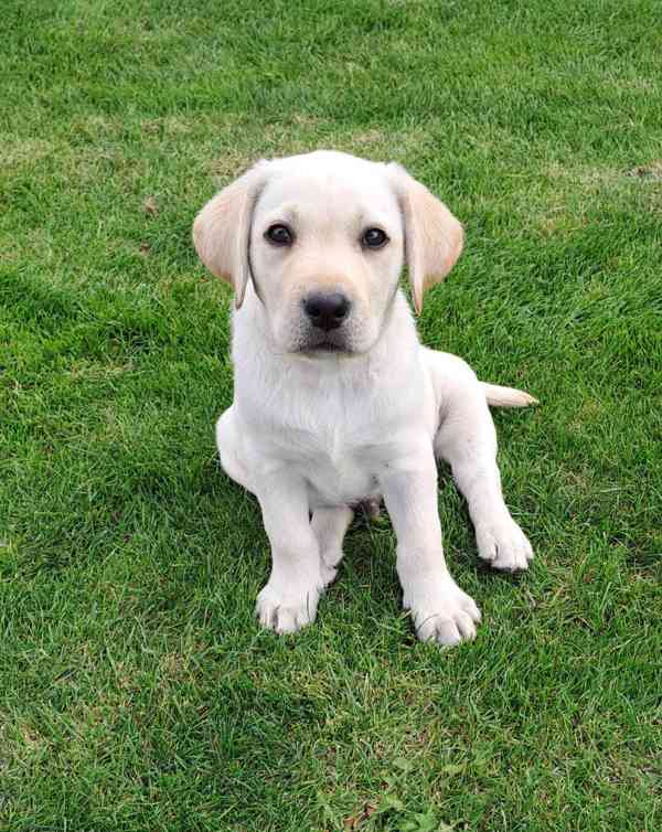 Labradorský retriever s PP - volný krásný pejsek - foto 2