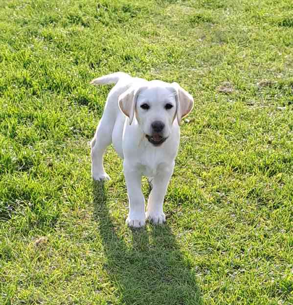 Labradorský retriever s PP - volný krásný pejsek - foto 3