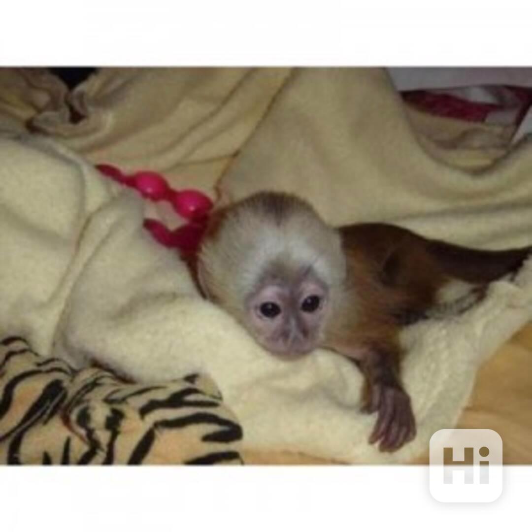Dvě kapucínské opice k adopci - foto 1