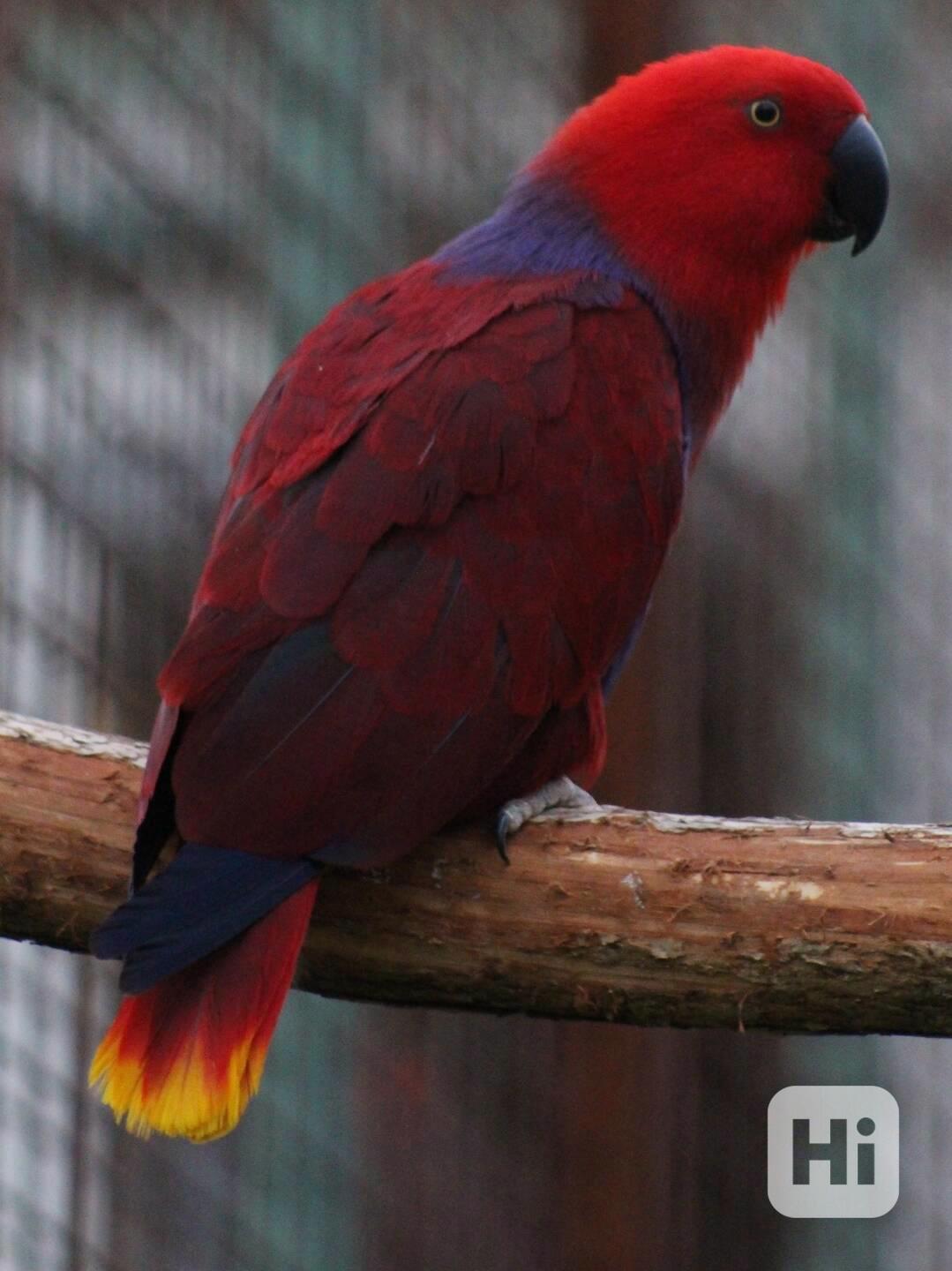 Eklektus různobarvý (Eclectus roratus) - foto 1