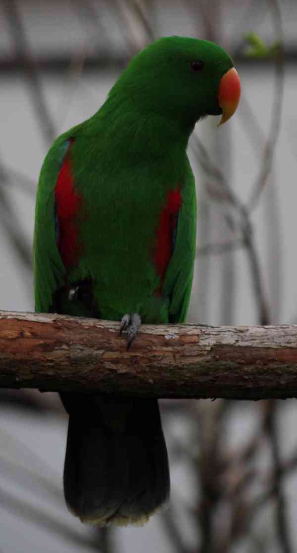 Eklektus různobarvý (Eclectus roratus) - foto 2