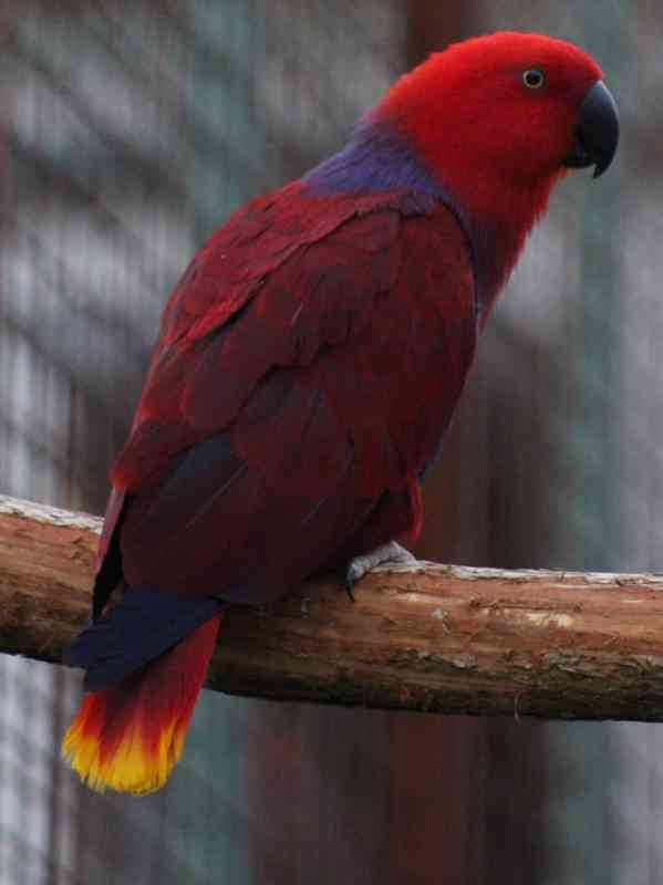 Eklektus různobarvý (Eclectus roratus) - foto 1