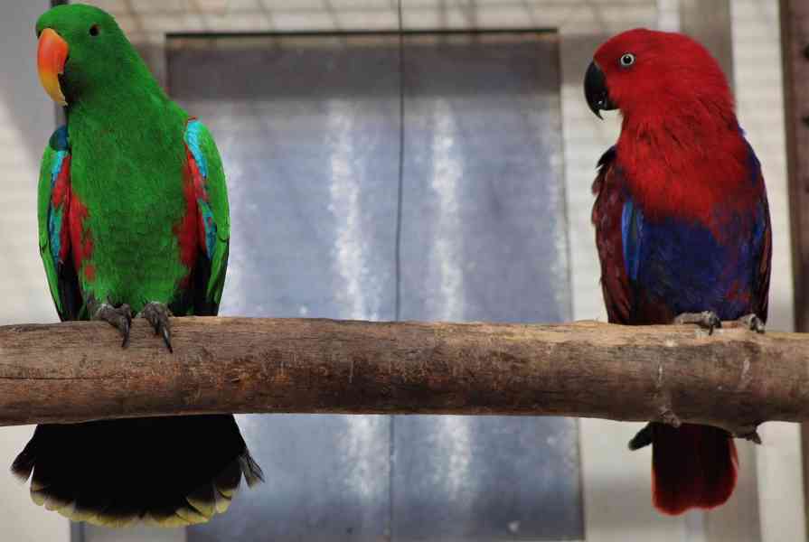 Eklektus různobarvý (Eclectus roratus) - foto 4