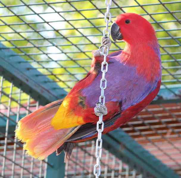 Eklektus různobarvý (Eclectus roratus) - foto 6