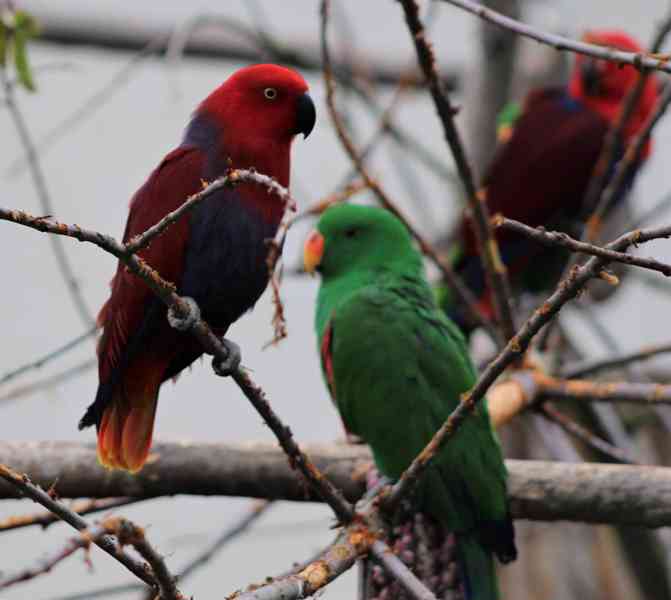 Eklektus různobarvý (Eclectus roratus) - foto 5