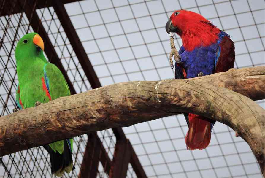 Eklektus různobarvý (Eclectus roratus) - foto 3