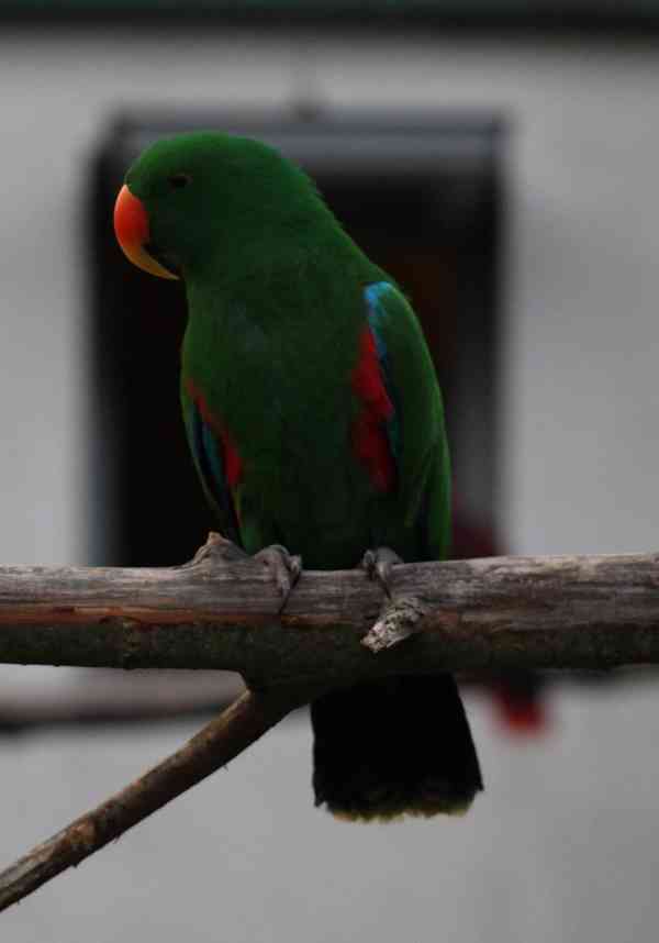 Eklektus různobarvý (Eclectus roratus) - foto 7