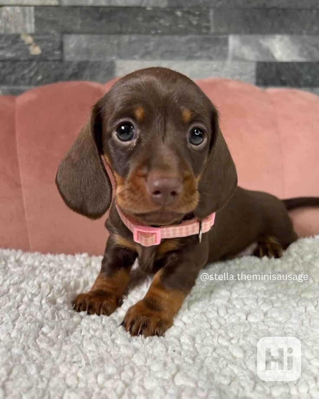 Jezevčík hladkosrstý trpasličí - foto 1