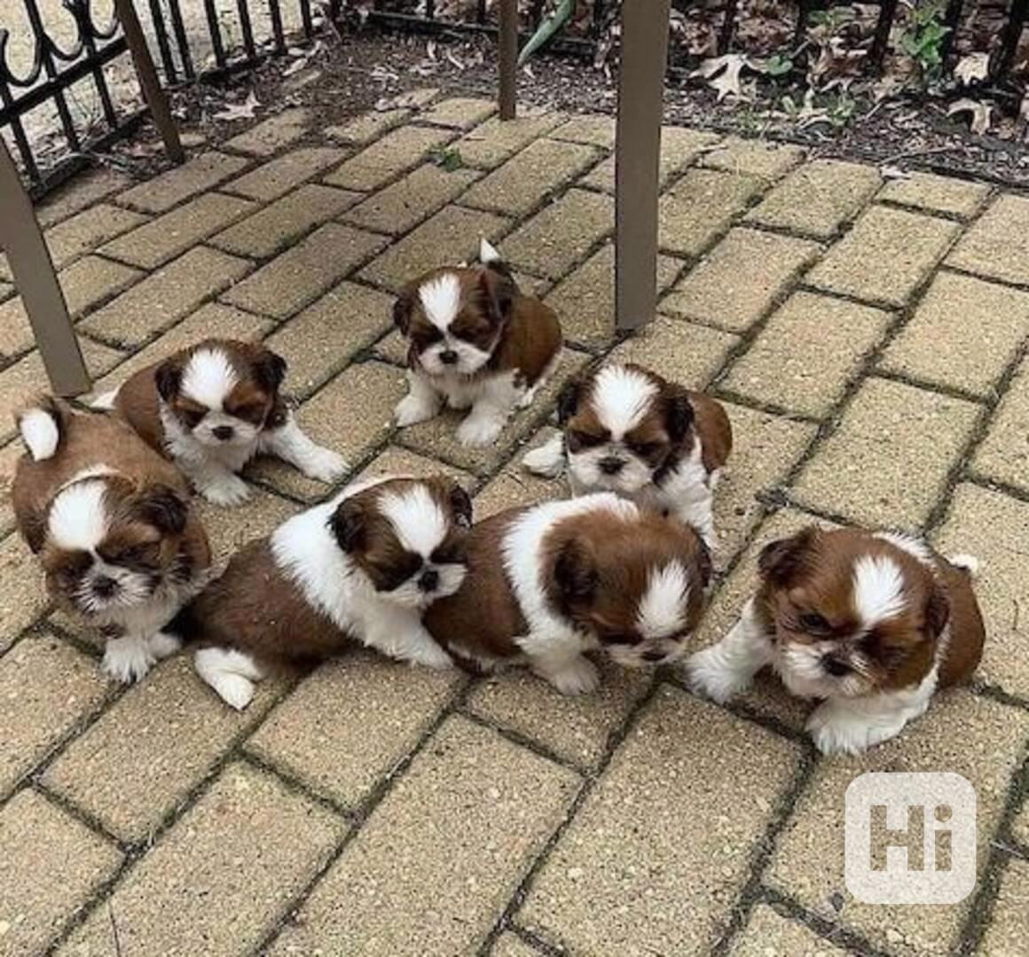 štěňátka shih tzu k adopci zdarma - foto 1