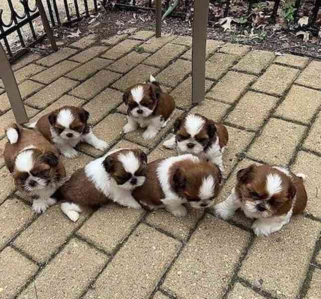 štěňátka shih tzu k adopci zdarma